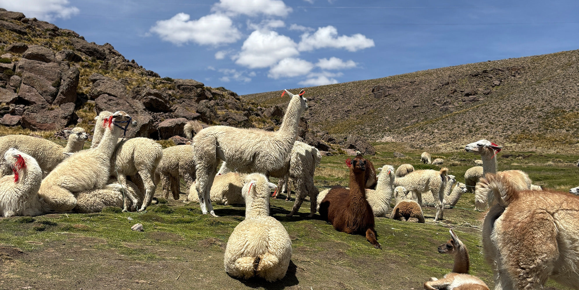 What Is Baby Alpaca? Everything You Need to Know