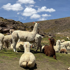 What Is Baby Alpaca? Everything You Need to Know