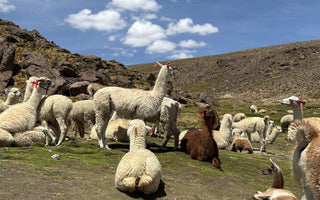 What Is Baby Alpaca? Everything You Need to Know